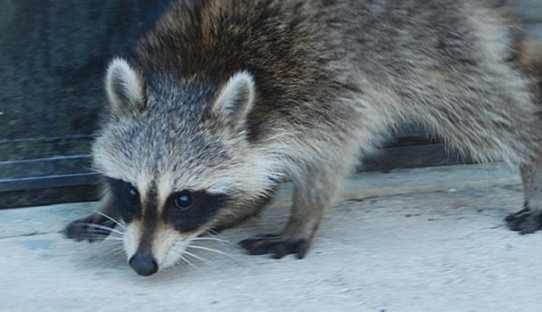 Raccoon Removal in Warren