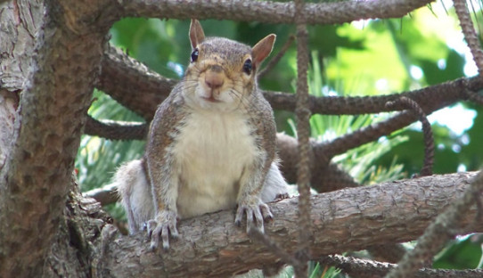 Squirrel Removal in Warren